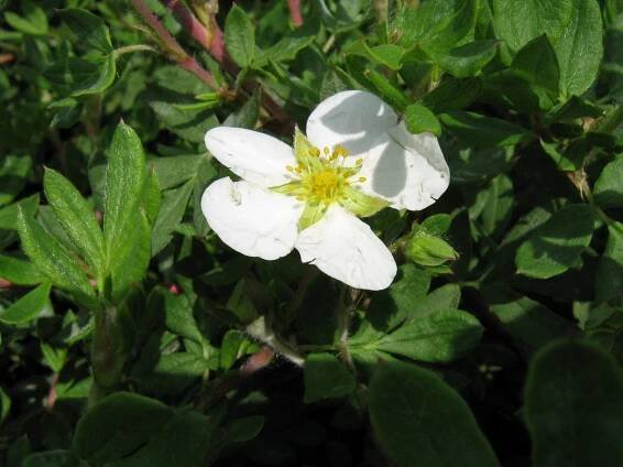 Mochna křovitá 'Abbotswood'