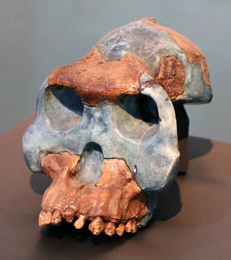 Australopithecus garhi