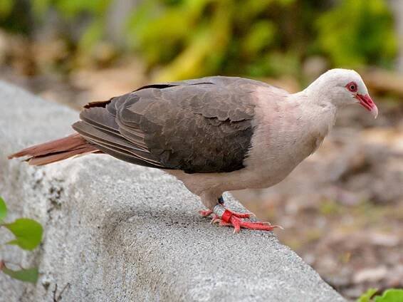Adult - ML260999871