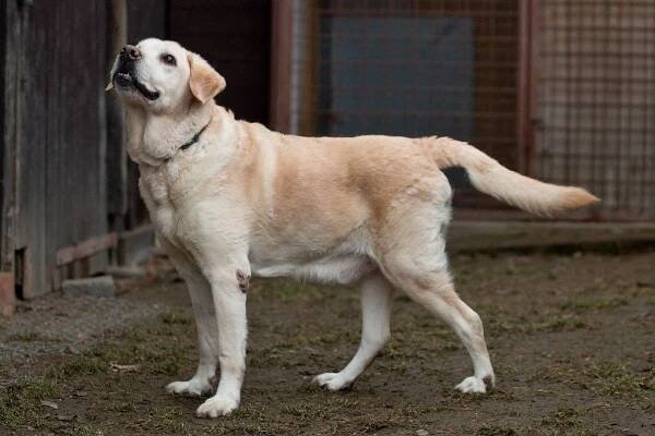 Lasík - útulek Lazec / Příbram ♣ - ADOPTOVANÝ - Home4Pets