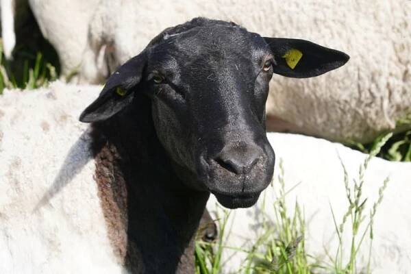 Kolik stojí ovce Merino?