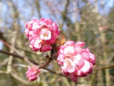 Kalina bodnantská - větévka s květy (Viburnum x bodnantense)