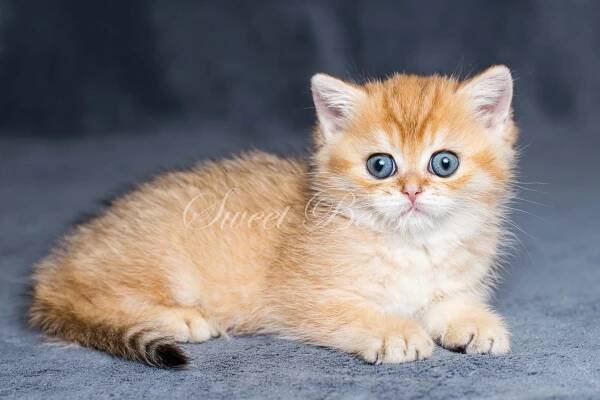 Sweet-beast.com | British Shorthair | UA*Sweet Beast Holli-Dolli