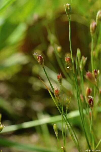 Atlas: juncus bufonius 1