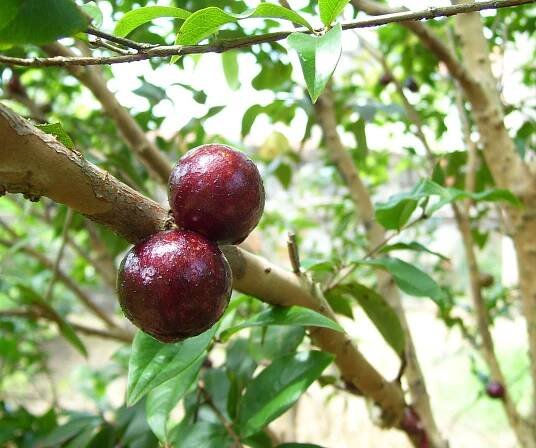 jaboticaba