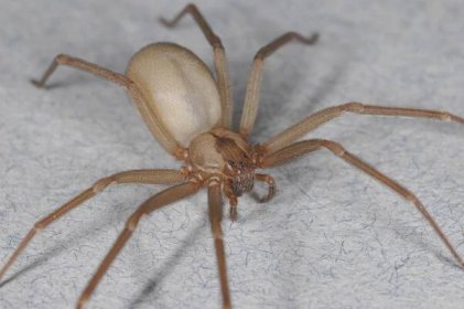 Osminohý vetřelec: Ženě našli v uchu prudce jedovatého pavouka | 100+1 zahraniční zajímavost