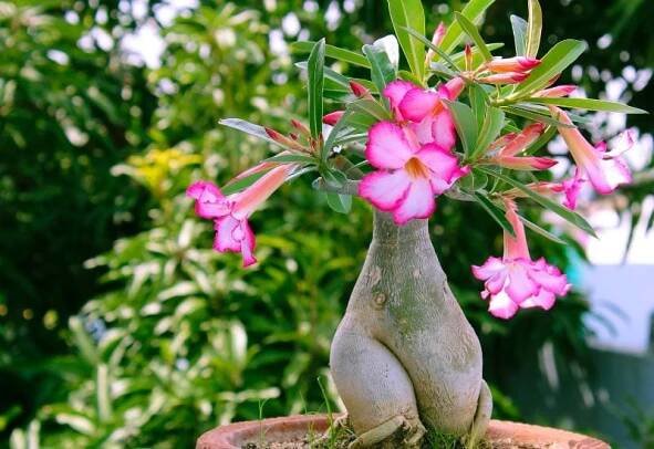 15 Lucky Plants That Will Bring Good Luck, Wealth and Fortune To Your Home 4