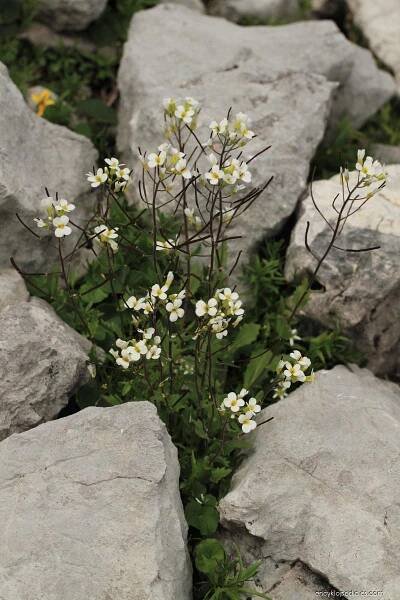 Řeřuška alpská (Pritzelago alpina)