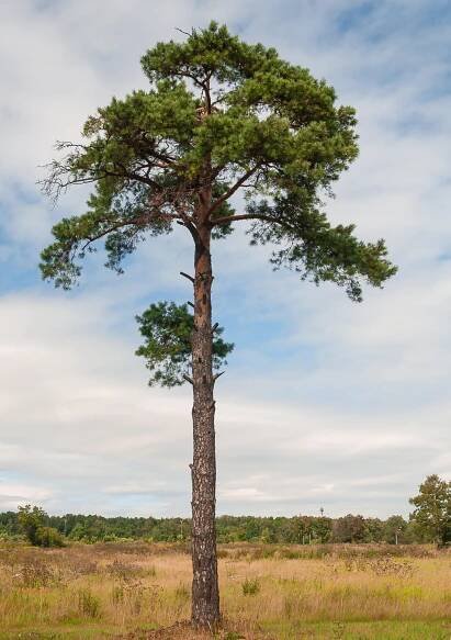 borovice pokroucená - Arboretum Řícmanice
