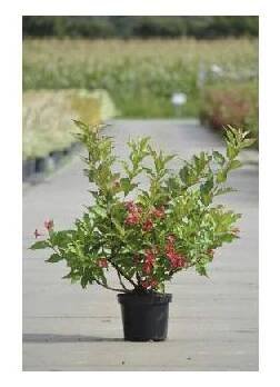 Vajgélie FloraSelf Weigela 'Red Prince' 40-60 cm květináč 4 l