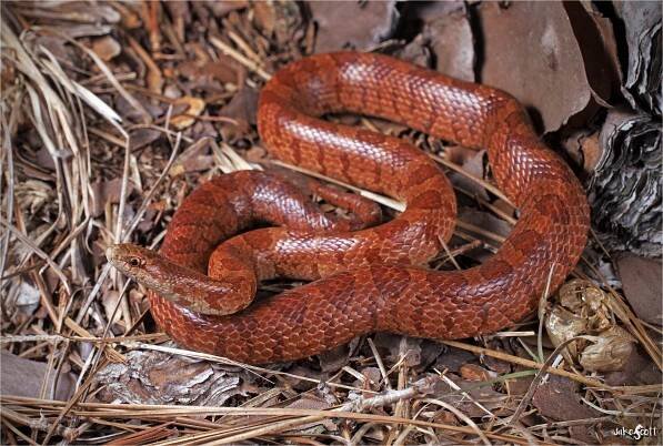Lampropeltis rhombomaculata