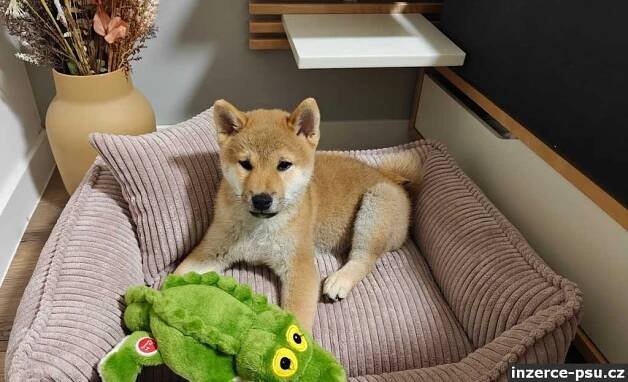 Štěně Shiba Inu (PP)