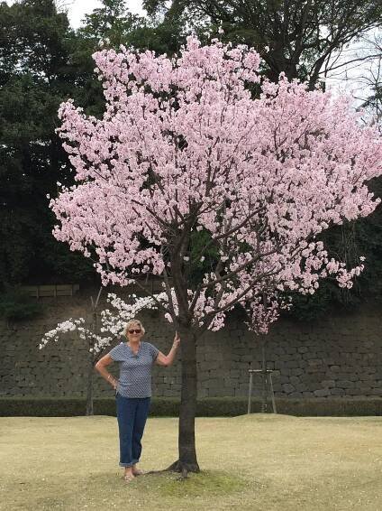 Sakura!