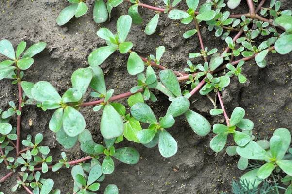 V půdě, jako plevel roste purslane (Portulaca oleracea) stock fotka