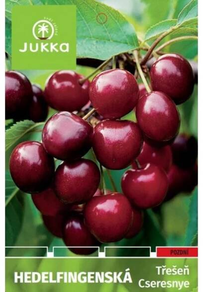 Třešeň zakrslá HEDELFINGENSKÁ - kontejner | Jukka.cz
