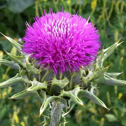 Milk Thistle