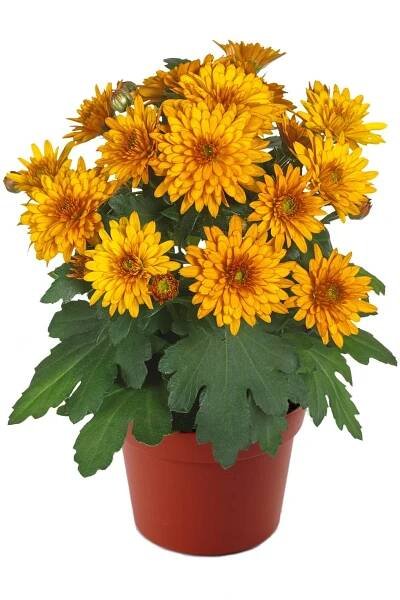 Blooming Beauty™ Bronze