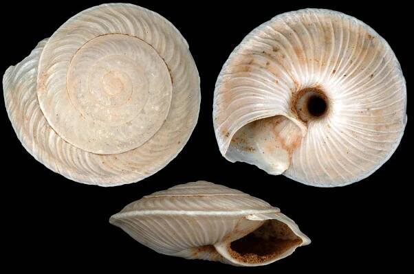 Obrázek - Canariella bimbachensis | BioLib.cz