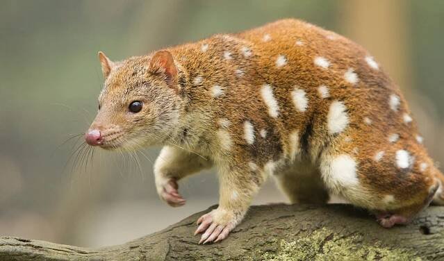 Cute Animals in Australia-Top 16 - The Travel Virgin