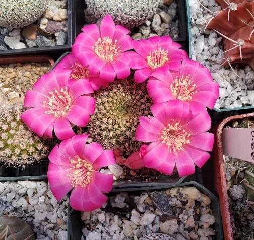 Rebutia minuscula var. violaciflora 15 seeds | Etsy