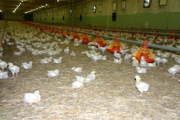Organické kyseliny jsou slibnými alternativami antibiotik v systémech produkce brojlerů