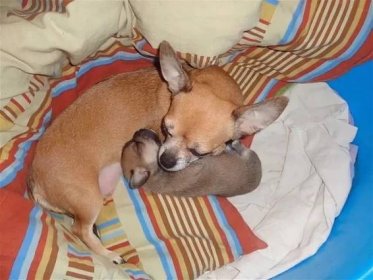 Hladké čivavy (34 fotografií): popis dospělých krátkosrstých psů, péče o ně při líčení