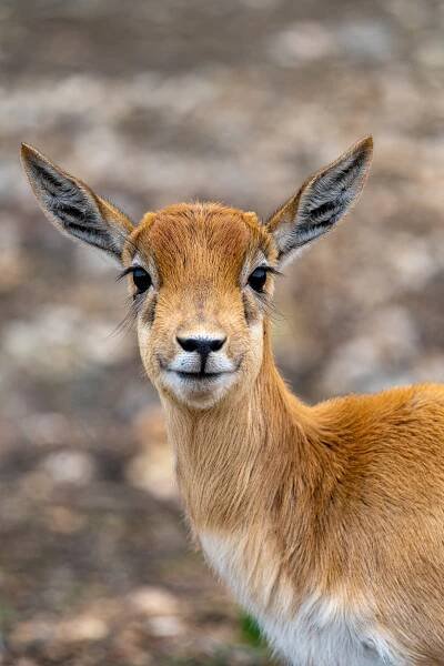 Radiant Picture - Texas - Animals