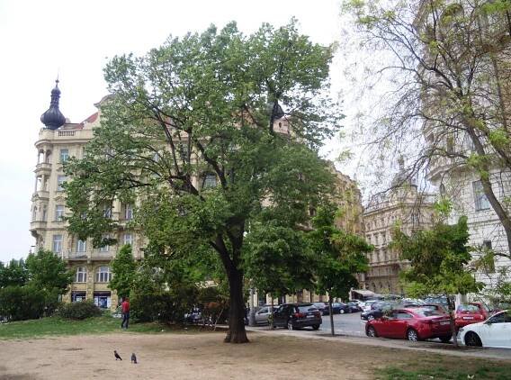 Zeleň na Jiráskově náměstí