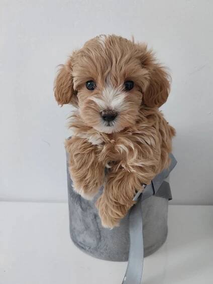 La bella Maltipoo warszawa - hodowla psów maltipo