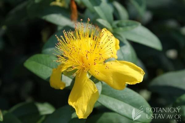 Hypericum calycinum - třezalka kalíškatá | Fotogalerie | iBotky.cz