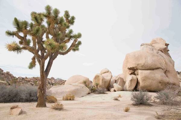 10 desert plants that thrive in hostile and inhospitable conditions – often in extreme temperatures | Discover Wildlife