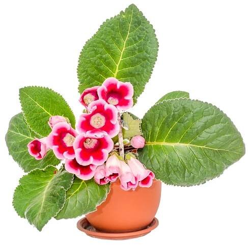 Gloxinie (Sinningia speciosa) z rodu Sinningia, varieta s růžově panašovanými květy – ncristian / Shutterstock
