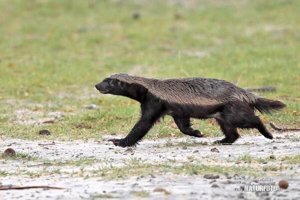 Honey badger (Mellivora capensis)