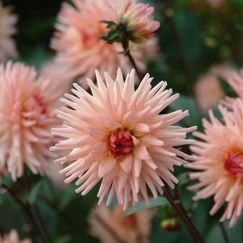 Jiřinka Preference – Dahlia – cibuloviny – prodej cibulí jiřin
