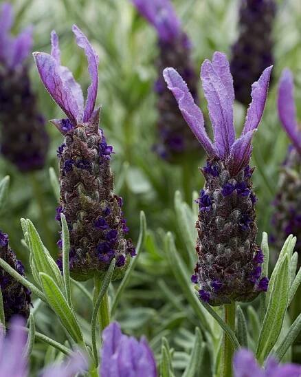 SmellLavender-1024x683