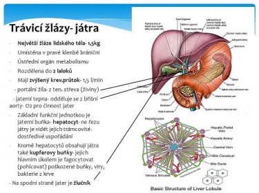 Umístěna v pravé klenbě brániční. Ústřední orgán metabolismu. Rozdělena do 2 laloků. Mají zvýšený krev.průtok- 1,5 l/min. - portální žíla- z ten. střeva (živiny) - jaterní tepna- odděluje se z břišní aorty- O2 pro činnost jater. Základní funkční jednotkou je jaterní buňka- hepatocyt- ne řezu játry je vidět jejich trámcovité- dostředivé uspořádání. Kromě hepatocytů obsahují játra také kupferovy buňky- jejich hlavním úkolem je fagocytovat (pohlcovat) poškozené buňky, viry, bakterie z krve. - Na spodní straně jater je žlučník.