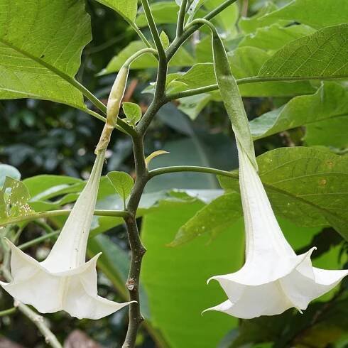 Brugmansie krémová - Brugmansia arborea - semena - 5 ks