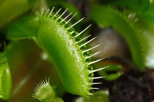 Soubor:Dionaea muscipula closed cilia.jpg – Wikipedie