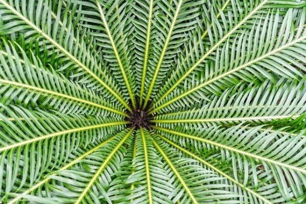 Dicksonia antarctica (Zdroj: Shutterstock)