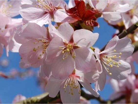 Sakura - skladem, růžové květenství, Strana 4