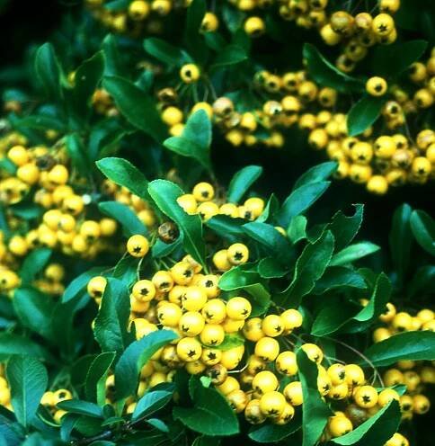 Feuerdorn 'Soleil d´Or' • Pyracantha coccinea 'Soleil d´Or'
