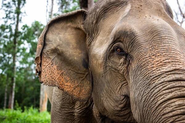 Slon, Pachyderm, Sloní Oko, Sloní Kufr