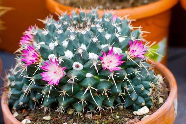 Mamillaria