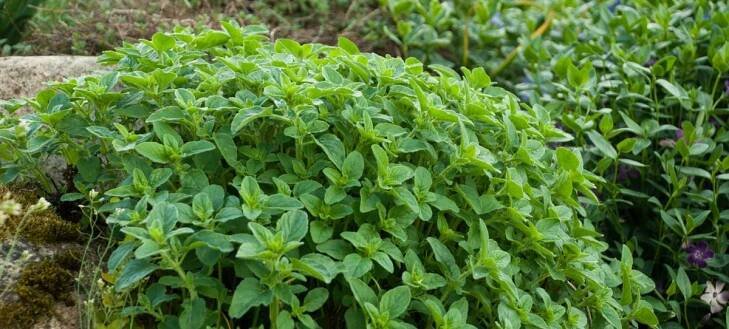 Oregano, Origanum vulgare