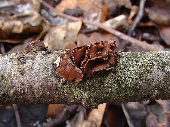 Kornice otrubičnatá - Encoelia furfuracea (Roth) Kirst., 1870 | www.ohoubach.cz