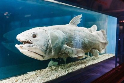 Latimerie podivná, jediný žijící druh cystopterních ryb, předek veškerého živočišného života na souši, žijící fosílie, i když v tomto případě muzejní exponát (Zdroj: Shutterstock)