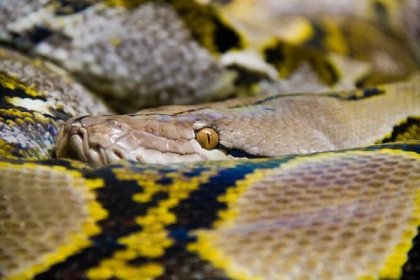 Indické bažiny před miliony let obýval jeden z největších kdy objevených hadů