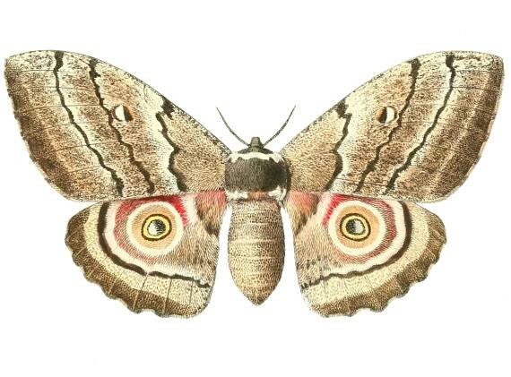 Gynanisa