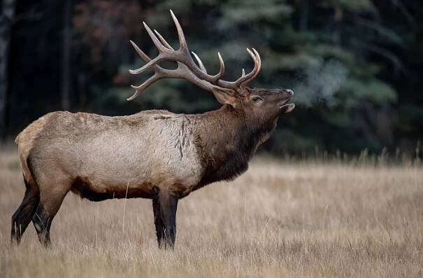 Dehydration in Elk During Capture & Chemical Immobilization