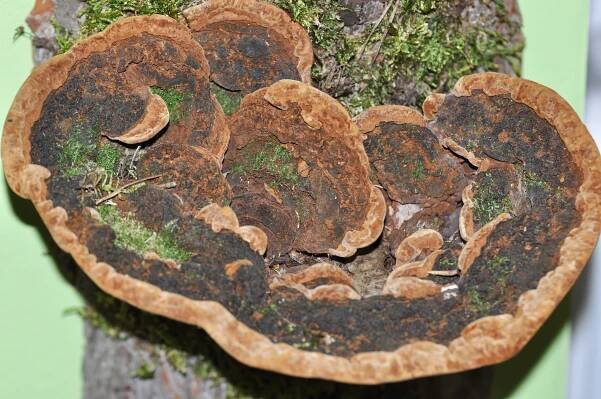 Obrázek - Phellinus torulosus (ohňovec hrbolatý) | BioLib.cz